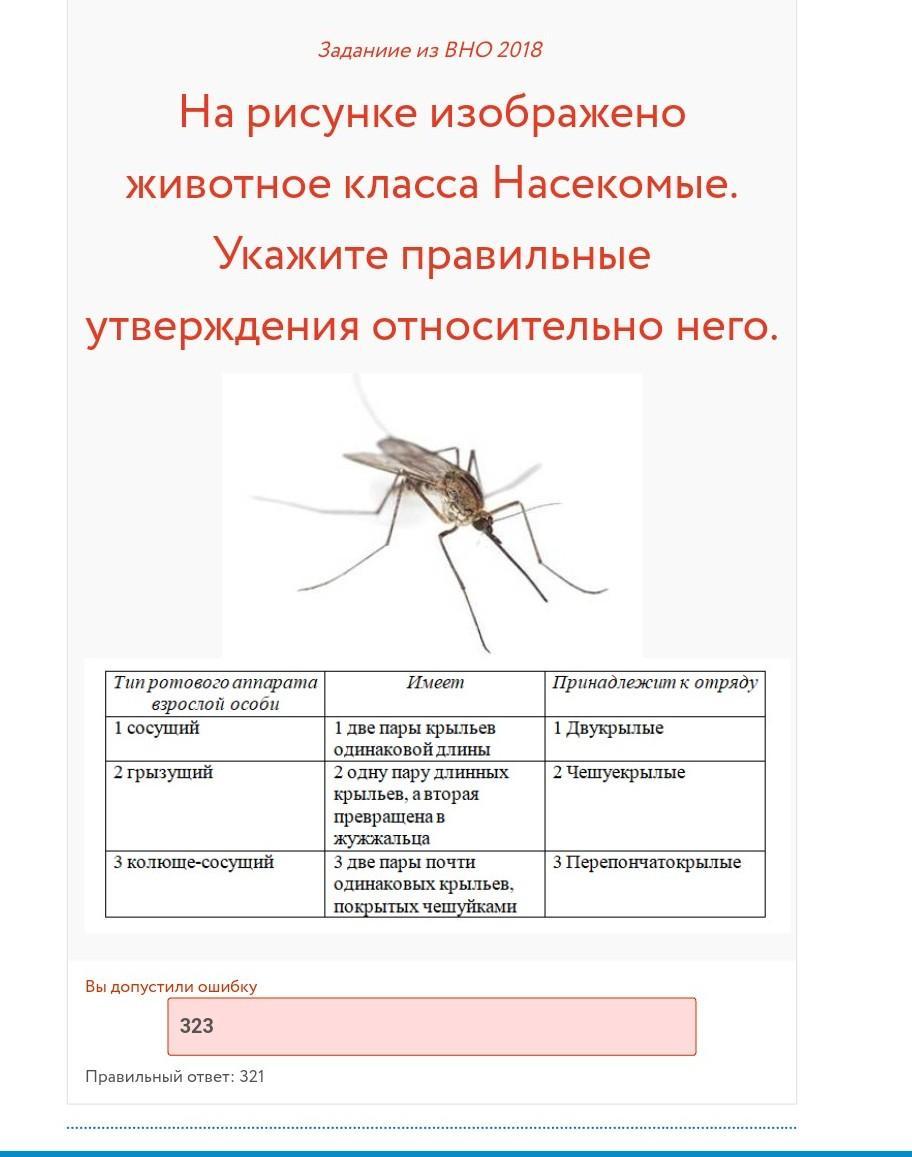 Одна пара крыльев превратилась в жужжальца. Жужжальца у насекомых. Жужжальца у двукрылых. Жужжальца комара. Жужжальца комаров.