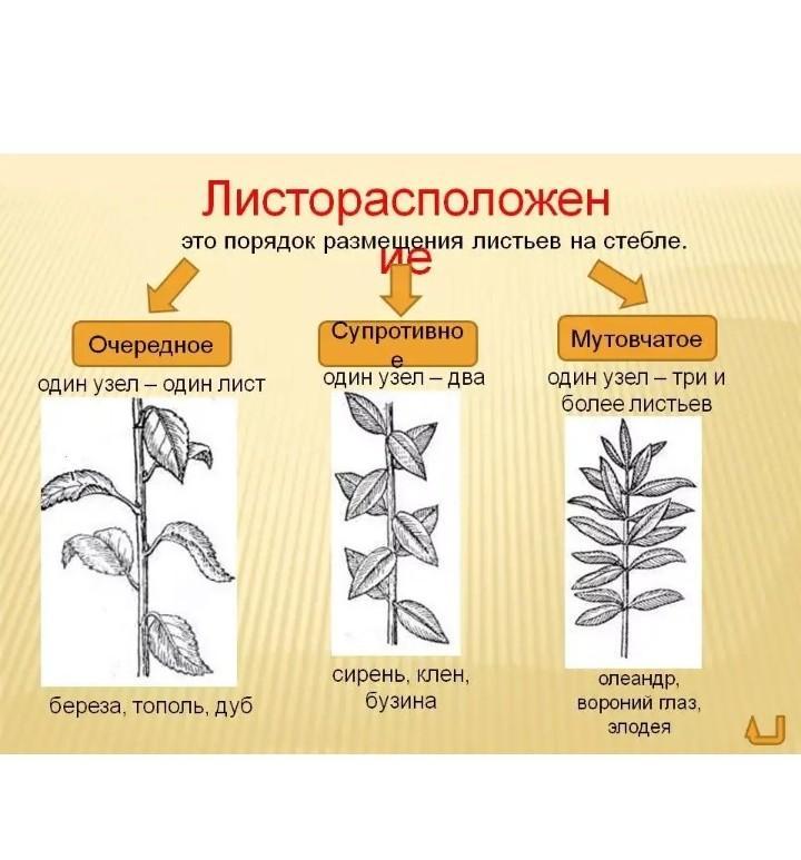 Лист внешнее строение листорасположение биология 6 класс