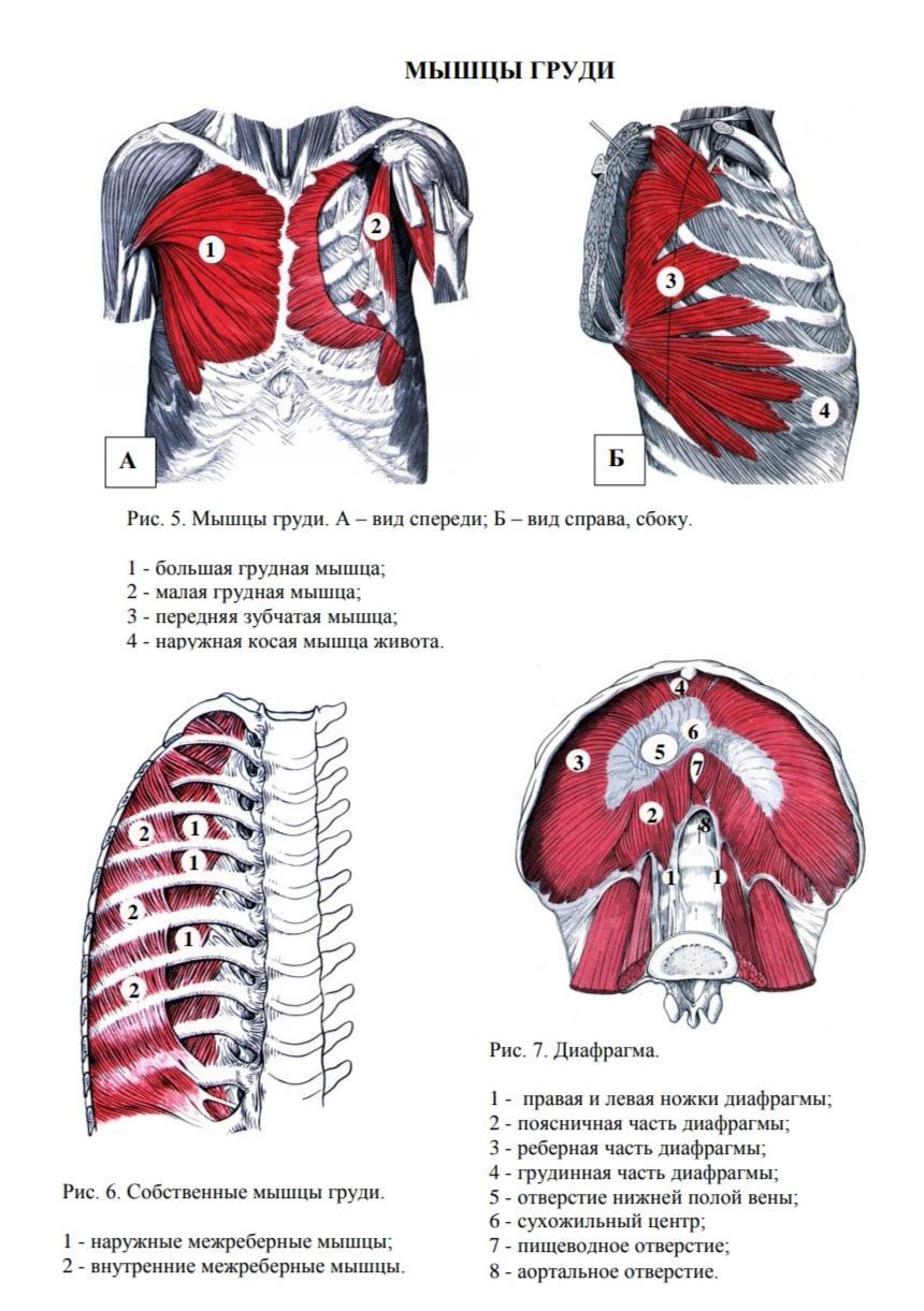 функция большой мышцы груди фото 17