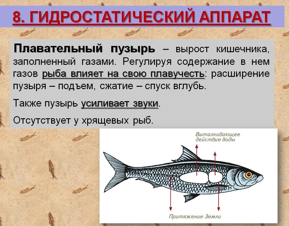 Представили рыб. Строение плавательного пузыря у рыб. Плавательный пузырь у рыб это пищеварительная система. Плавательный пузырь костистых рыб. Плавательный пузырь у костных рыб.