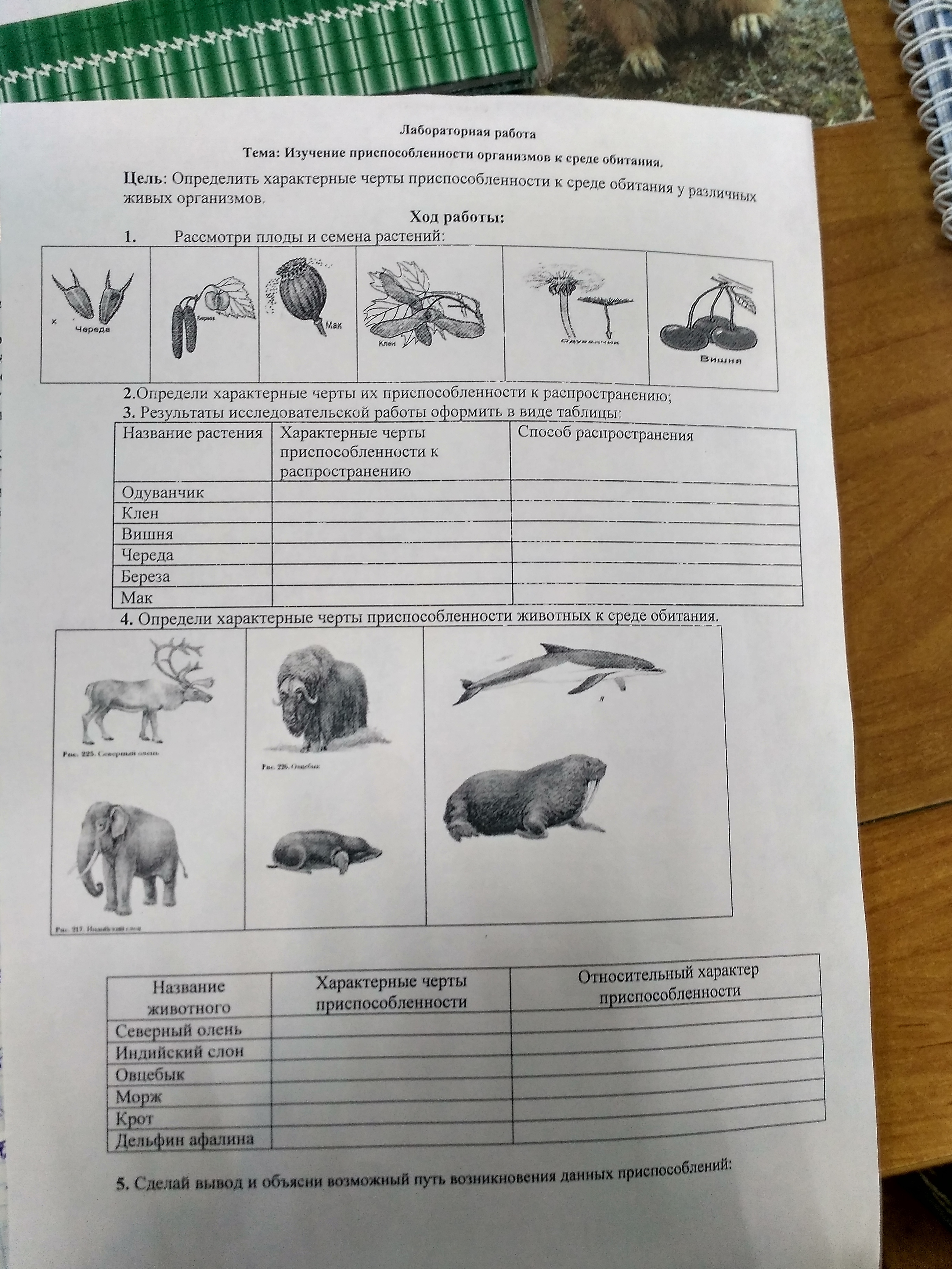 Признаки приспособленности северного оленя. Лабораторная работа выявление приспособленности. Лабораторная работа приспособленности лабораторная. Лабораторная работа среда обитания. Лабораторная работа изучение приспособленности к среде.