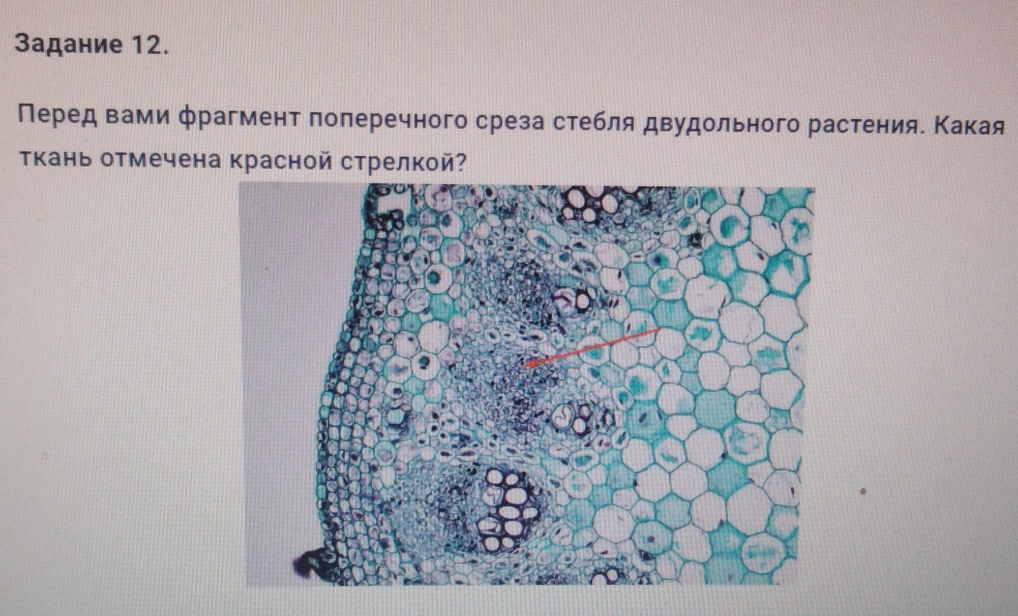 Срез ткани. Поперечный срез стебля селягинеллы. Ткани среза растения эпидерма. Фрагмент поперечного среза стебля. Поперечный срез растения ткани флоэма.